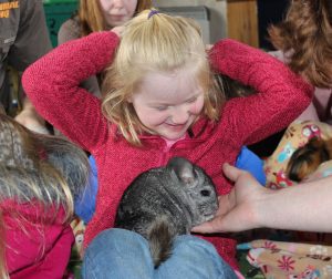 Ruby meets a chinchilla